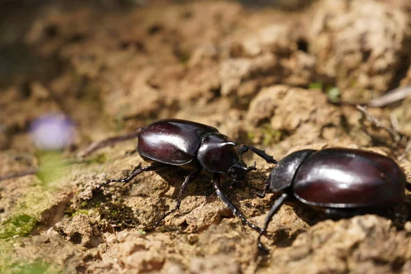 Scarabei Neri Uno Sfondo Legno — Foto Stock