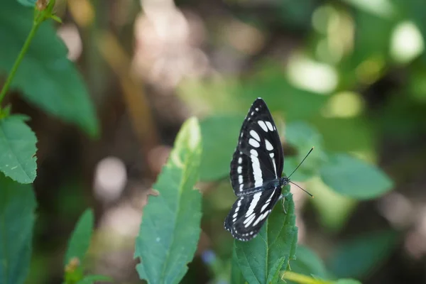 自然の中で美しい蝶を間近で見ることができます — ストック写真
