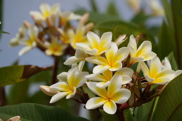 Bahçedeki Güzel Beyaz Tesisatı Çiçekleri — Stok fotoğraf