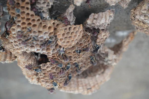 Arıların arılara yakından bakışı