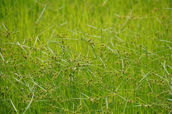 Hierba Verde Textura Fondo — Foto de Stock