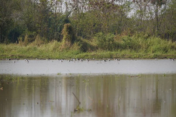 一群群鸟在早晨过河 — 图库照片
