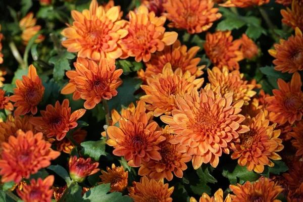 Kasımpatı olan güzel bir sonbahar bahçesi. arkaplan