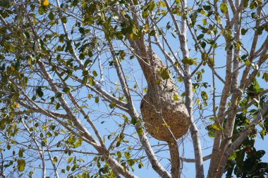 Mavi gökyüzüne karşı bir ağaçta yuva