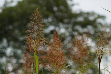 Güzel bir geçmişi olan yeşil bitkilerin etrafını kapatın..