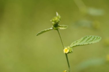 Bahçede yeşil yapraklar