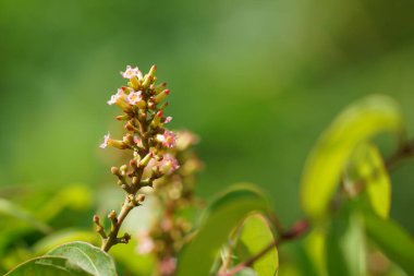 Güzel botanik fotoğrafı, doğal duvar kağıdı.
