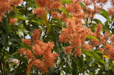 Güzel botanik fotoğrafı, doğal duvar kağıdı.