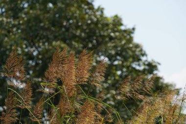 Çim tarlası, bitki örtüsü ve yapraklar.