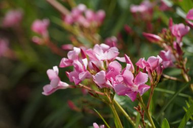 Bahçede çiçek açan güzel çiçeklerin yakın çekim görüntüsü