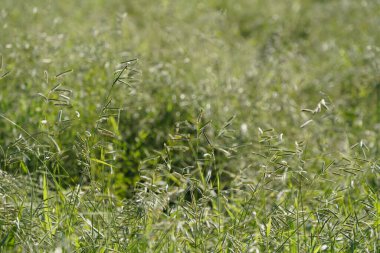 Yazın bahçede güzel bitkiler
