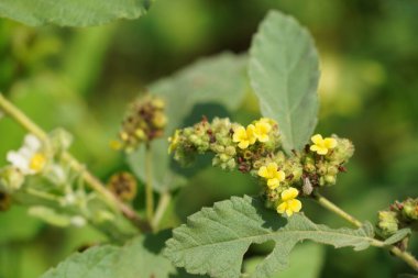 sarı çiçek bahçesinde yakın çekim