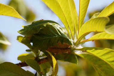 Yeşil yapraklı böceklerin yakın plan görüntüsü, bitki örtüsü.