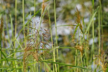 Güzel botanik fotoğrafı, doğal duvar kağıdı.