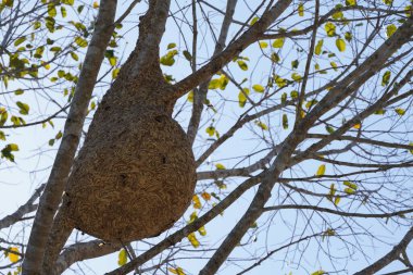 Güneşli yaz gününde ağaçta bir yuva