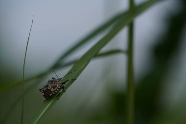 güzel böcekler, doğa arka planı 