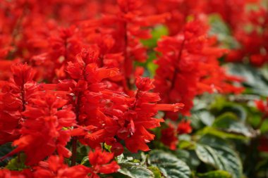 Bahçede çiçek açan güzel kırmızı çiçeklerin yakın plan görüntüsü, seçici odaklanma