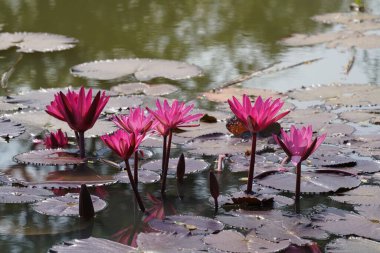 Gölette güzel nilüfer çiçekleri