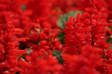 Bahçede çiçek açan güzel kırmızı çiçeklerin yakın plan görüntüsü, seçici odaklanma