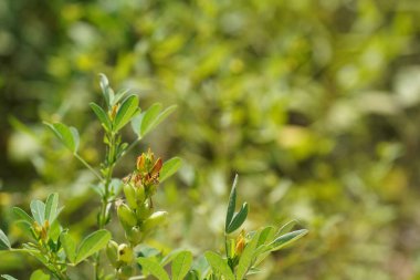 yeşil yapraklar, bitki örtüsü ve doğa