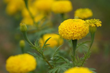 Bahçedeki sarı kadife çiçekleri