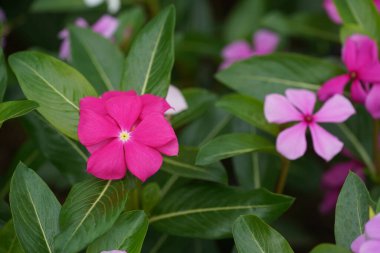 Doğal arka planda güzel çiçeklerin yakın plan görüntüsü 