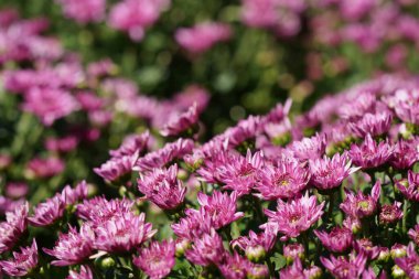 Bulanık arka planda güzel pembe çiçekler