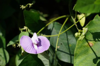 Bahçedeki güzel çiçekler
