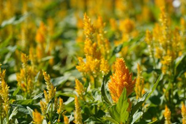 Bahçedeki güzel sarı çiçekler