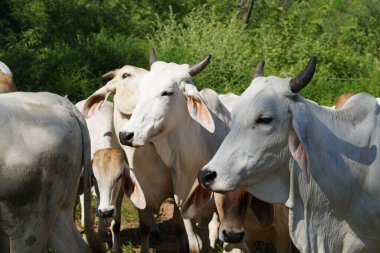 Yaz mevsiminde çayırdaki inekler 