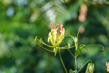 Güzel botanik fotoğrafı, doğal duvar kağıdı.
