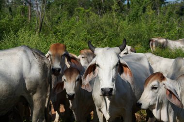 Yaz mevsiminde çayırdaki inekler 