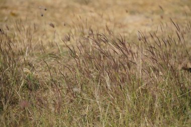Güzel botanik fotoğrafı, doğal duvar kağıdı.