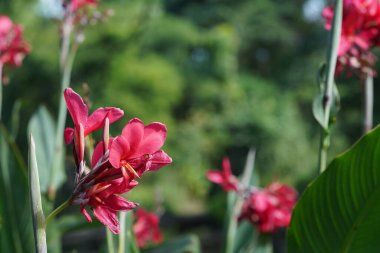 Bahçedeki güzel çiçekler