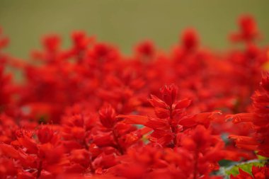 Bahçede çiçek açan güzel kırmızı çiçeklerin yakın plan görüntüsü, seçici odaklanma