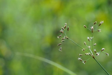 Yeşil çimlerin ve bitkilerin yakın plan görüntüsü, doğal arka plan
