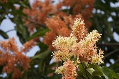 Bahçedeki güzel çiçekler
