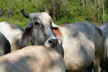 Yaz mevsiminde çayırdaki inekler 
