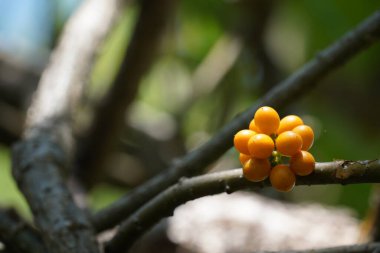 Bahçedeki ağaçta olgunlaşmış meyveler  