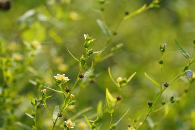 Güzel botanik fotoğrafı, doğal duvar kağıdı.