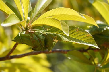 Yeşil yapraklı böceklerin yakın plan görüntüsü, bitki örtüsü.