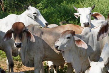 Yaz mevsiminde çayırdaki inekler 