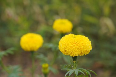 Bahçedeki güzel sarı çiçekler