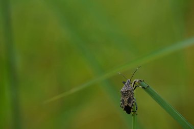 güzel böcekler, doğa arka planı 