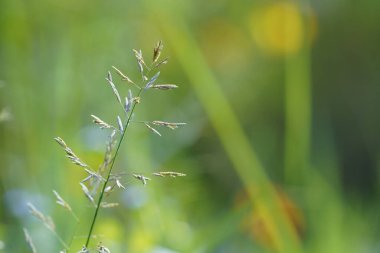 Yeşil çimlerin ve bitkilerin yakın plan görüntüsü, doğal arka plan