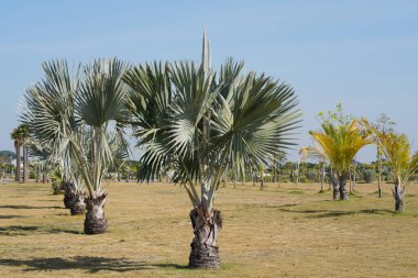 Yazın parkta palmiye ağaçları