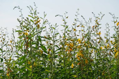 Bahçedeki sarı çiçekler.