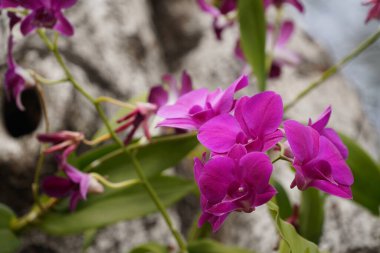 Güzel pembe Orkide Bahçe