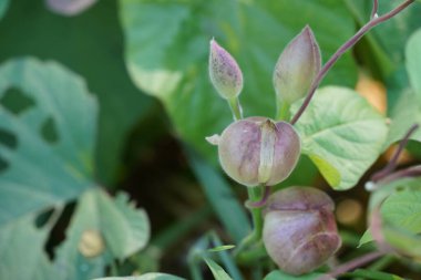 Güzel botanik fotoğrafı, doğal duvar kağıdı.