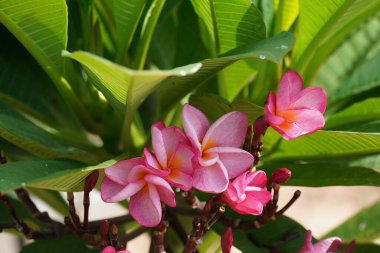 Bahçede çiçek açan güzel çiçeklerin yakın çekim görüntüsü